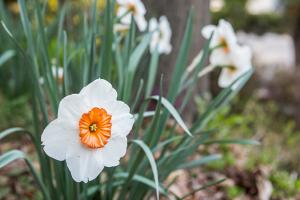  교회 둘러보기(평강의 봄)
