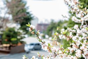  교회 둘러보기(평강의 봄)