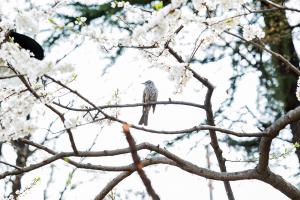  교회 둘러보기(평강의 봄)
