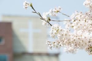  교회 둘러보기(평강의 봄)