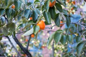  주일 교회 둘러보기