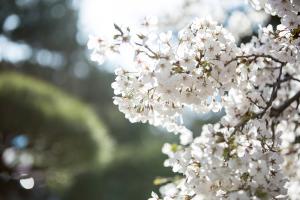 교회 둘러보기(평강의 봄)