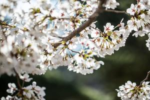  교회 둘러보기(평강의 봄)