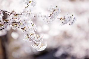   교회 둘러보기(평강의 봄)