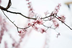   교회 둘러보기(평강의 봄)