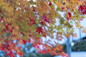  교회 가을 둘러보기
